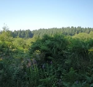 Chemin de la Dolore - Saint-Éloy-la-Glacière - 3