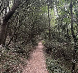 Chemin du Veillon - Talmont-Saint-Hilaire - 3