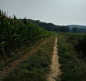 Balade autour de Campsegret - Eyraud-Crempse-Maurens - 3