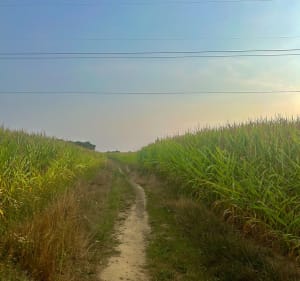 Circuit des lavoirs à Tregueux - Plédran - 4