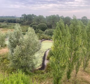 Au bord de la Leyre - Le Teich - 2