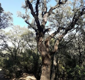 Balade dans le massif des Maures - Roquebrune-sur-Argens - 3
