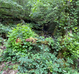 Balade à Sauret Bessevre et ses environs - Sauret-Besserve - 3