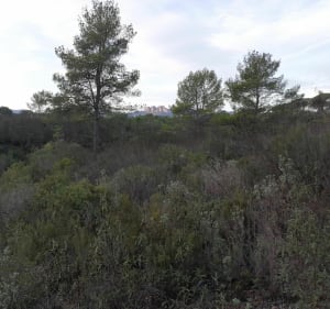 Balade dans la forêt autour de la Bouverie - la Bouverie - 2