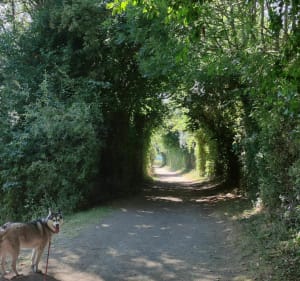 Wandel rond het Heron-natuurreservaat in Villeneuve d'Ascq - Forest-sur-Marque - 3