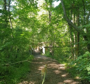 Petite balade en forêt le long d'un ruisseau autour de Glaserswoerth - Robertsau - 4