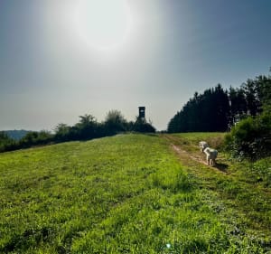 Balade autour des étangs de Lambach - Lambach - 3