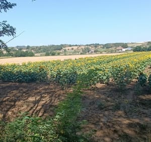 La Motte-de-Galaure à Mureils - Saint-Jean-de-Galaure - 3