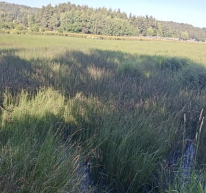 Randonnée du Lac du Moulinet - Peyre en Aubrac - 2