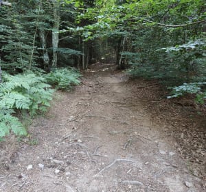 Balade ombragée non loin de Chambon-sur-Lignon - Le Chambon-sur-Lignon - 2