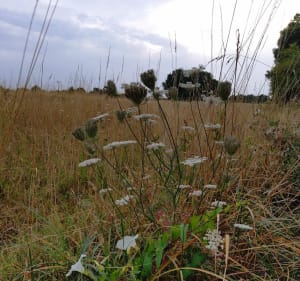 Balade en forêt près de Baugé - Baugé-en-Anjou - 4