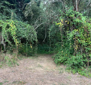 Entre marais du Ténu et lac de Grand-Lieu - Saint-Mars-de-Coutais - 5