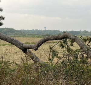 Entre marais du Ténu et lac de Grand-Lieu - Saint-Mars-de-Coutais - 3