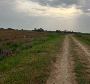 Entre marais du Ténu et lac de Grand-Lieu - Saint-Mars-de-Coutais - 2
