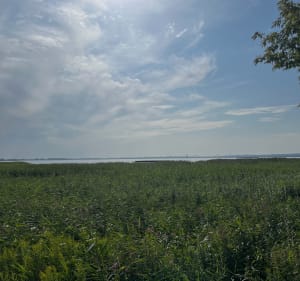 Trasa wałem przeciwpowodziowym do mariny w Lubczynie - Szczecin - 3