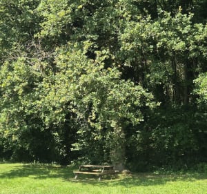 Vallée de Chevreuse - Carole - 5