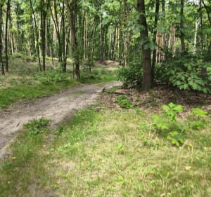 Źródełko Rogoźnik - Rogoźnik - 2