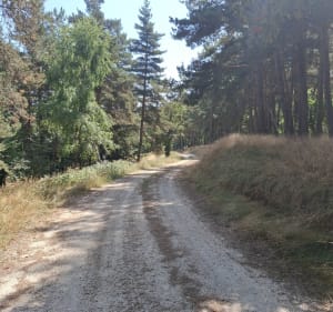Randonnée de la Bessière - Peyre en Aubrac - 3