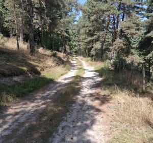 Randonnée de la Bessière - Peyre en Aubrac - 5