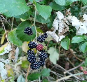 Balade au frais par les Villenettes - Volnay - 2