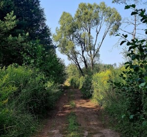 Droga przez las - Pyrzowice - 2