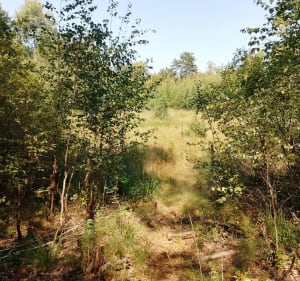 Las obok Ząbek - Ząbki - 4