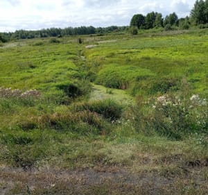Lasy i pola - Białystok - 3