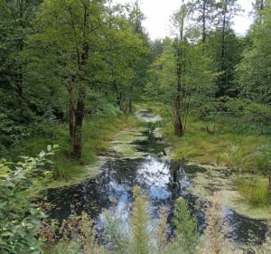 Lasy i pola - Białystok - 2