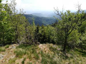 Cadre enchanteur du Petit Ballon et bol d'air en forêt - Luttenbach-près-Munster - 3