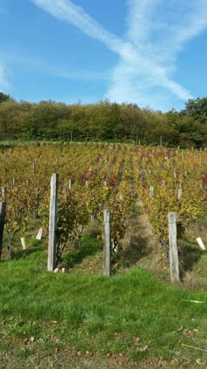 Flâner sur le Grisard et s'évader à l'entrée du Pilat - Saint-Romain-en-Gal - 4