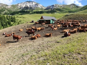 Randonnée familiale à la Plagne et caresses d'animaux - La Plagne - 3