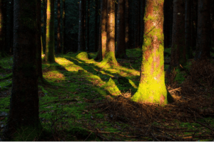 Pointe de Sur Cou et vues sur les belles forêts enneigées - Le Chesnet, Saint-Sixt - 3