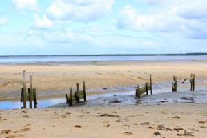 Sentier littoral du Teich et paradis des oiseaux - Le Teich - 3