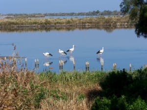 Sentier littoral du Teich et paradis des oiseaux - Le Teich - 4