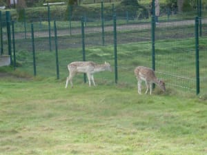 Promenade au coeur du parc Canivenc et de sa faune variée. - GRADIGNAN - 4
