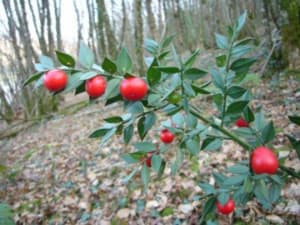 Virée dans la forêt landaise et son exubérante flore littorale - Seignosse - 4