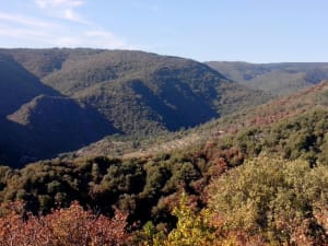 Sentier des Oliviers et beautés du Cabardès - Ilhes-en-Cabardès - 3