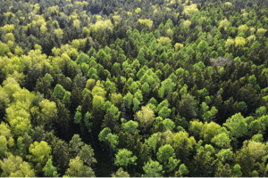 Marcher en forêt de Lyons et étreindre un hêtre - Les Hogues - 3