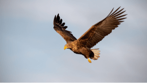 Grand Site de la Sainte-Victoire et cieux chargés d'oiseaux - Puyloubier - 3