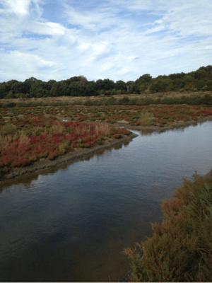 Pointe de Merquel et plaisirs de la pêche à pied - Quimiac - 3