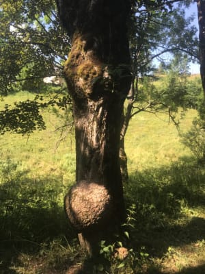 Vallon du Furon et sa merveilleuse flore sauvage - Lans en Vercors - 3
