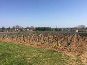 Promenade et senteurs viticoles sur les hauteurs de Givry - Givry - 3