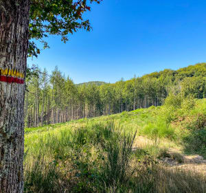 Alligny-en-Morvan et excursion charmante dans le bocage - Decathlon - 2