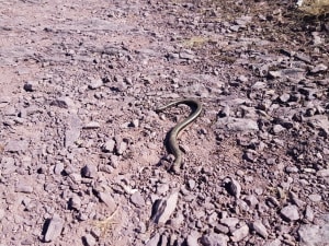 Brocéliande en zijn legendarische bos - Paimpont - 5