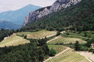 Arpenter les Dentelles sarrasines et se délecter de la vue - Gigondas - 3