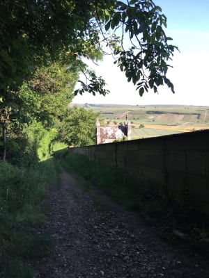 Entre le boire et le fromage, rando vigne dans le Sancerrois - Saint-Satur - 4