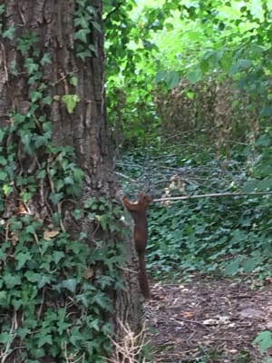 Bois de Boulogne et bouffée d'oxygène en plein Paris - Paris - 4