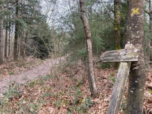Forêt de Brocéliande et tombeau du Géant - Campénéac - 3