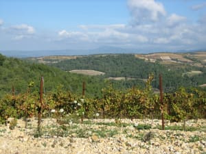 Tour de l'Enclave à vélo, velours de vigne et de lavande - Valréas - 4