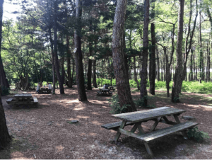 Réserve de la Maillouèyre : dunes, forêts et vues sur la mer - Decathlon - 4